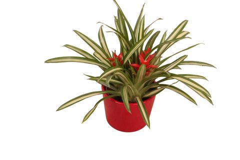 Guzmania 'Ice Cream'