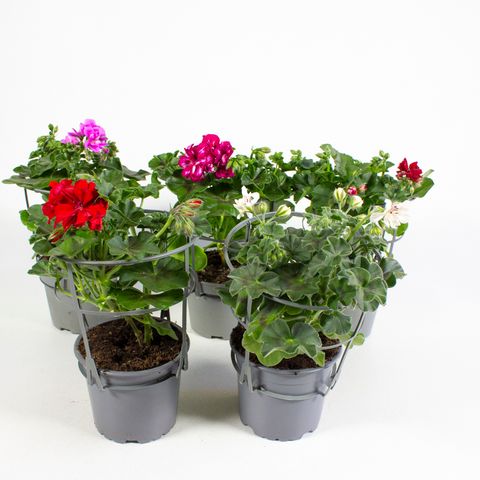 Pelargonium PELTATUM MIX