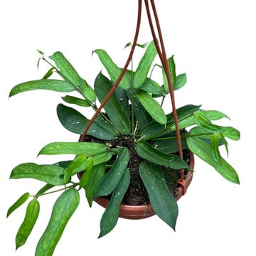 Hoya pandurata