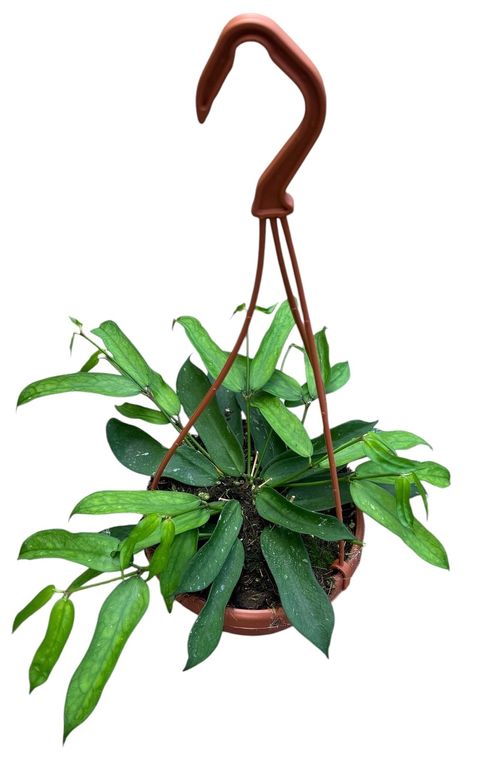 Hoya pandurata