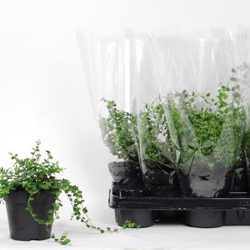 Dischidia ruscifolia