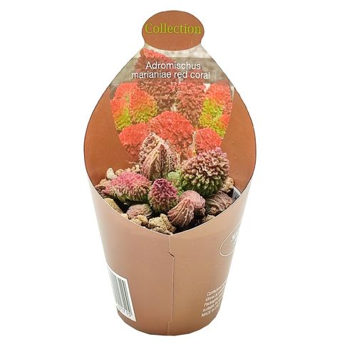 Adromischus marianae herrei 'Red Coral'