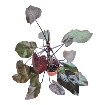 Philodendron 'Orange Princess'