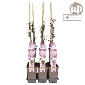 Clematis 'Piilu' (EL)