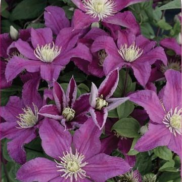 Clematis 'Remembrance' (LL)