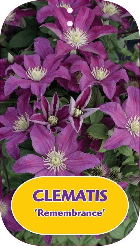 Clematis 'Remembrance' (LL)