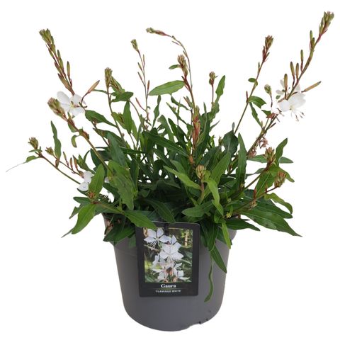 Gaura lindheimeri 'Graceful White'