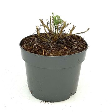 Artemisia 'Powis Castle'