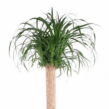 Beaucarnea recurvata