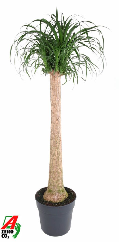 Beaucarnea recurvata