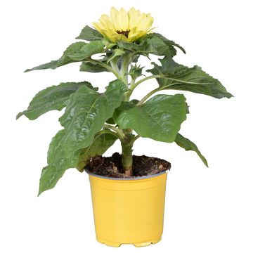 Helianthus annuus 'Sunsation Lemon'