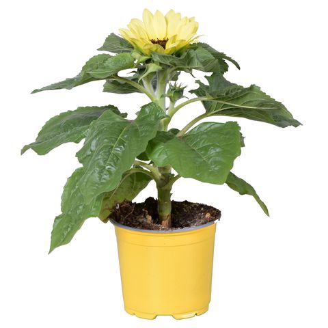 Helianthus annuus 'Sunsation Lemon'