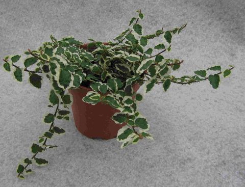 Ficus pumila 'Belle Sunny'