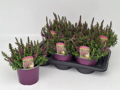 Lythrum 'Flothrum Robin'