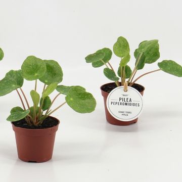 Pilea peperomioides SUGAR