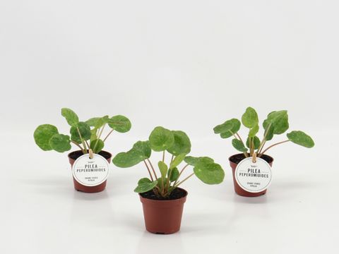 Pilea peperomioides SUGAR