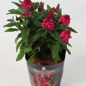 Buddleja davidii BUTTERFLY CANDY LITTLE RUBY