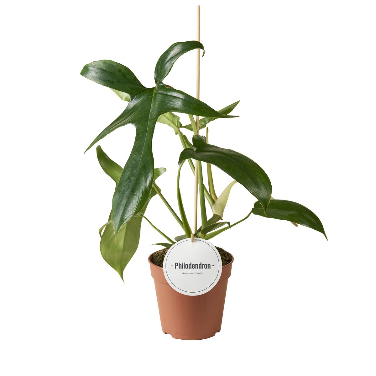 Philodendron pedatum 'Glad Hands'  Plant Wholesale FlorAccess