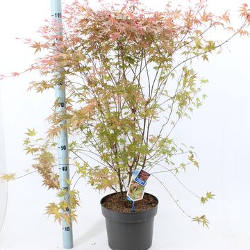 Acer palmatum 'Phoenix'