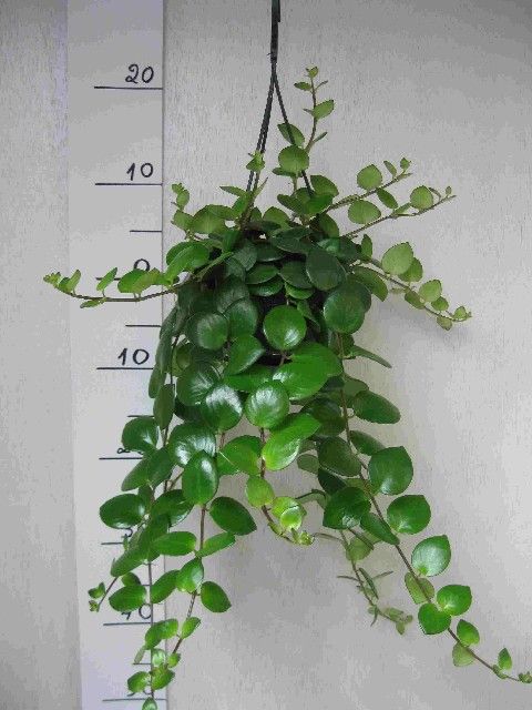 Aeschynanthus 'Thai Pink'