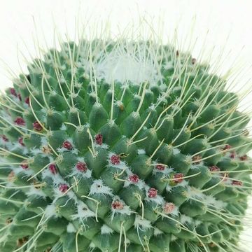 Mammillaria spinosissima