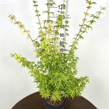 Acer palmatum 'Bi-hoo'