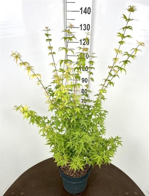 Acer palmatum 'Bi-hoo'