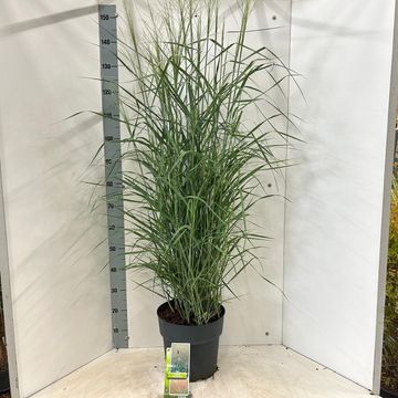 Panicum virgatum 'Prairie Sky'