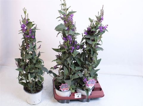 Hardenbergia violacea — Plant Wholesale FlorAccess