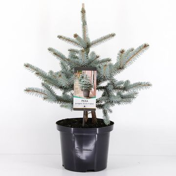 Picea pungens 'Erich Frahm'
