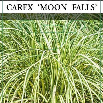 Carex MOON FALLS