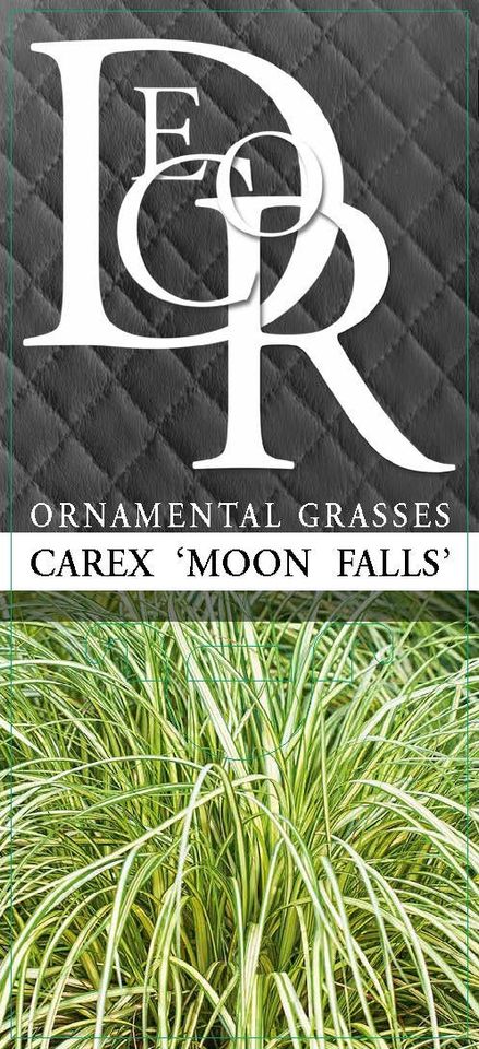 Carex MOON FALLS