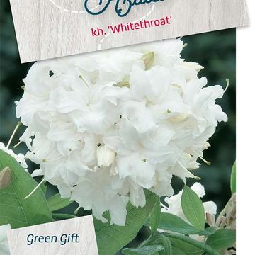 Rhododendron 'Whitethroat' (AK)
