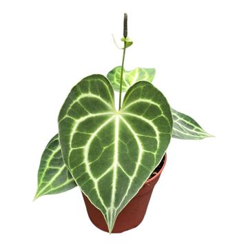 Anthurium 'King of Clarinervium Sulanjana'