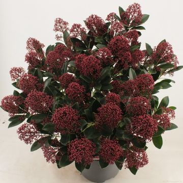 Skimmia japonica 'Rubella'
