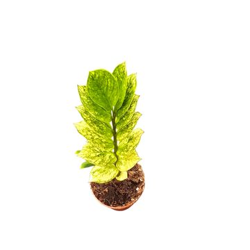 Zamioculcas zamiifolia 'Chameleon'