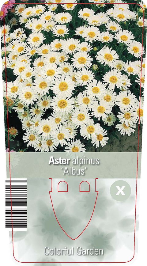 Aster alpinus