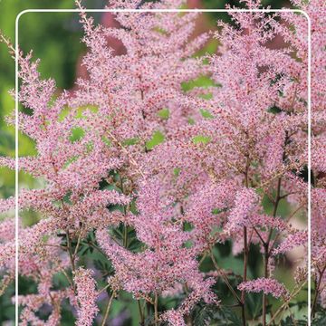 Astilbe 'Hennie Graafland'