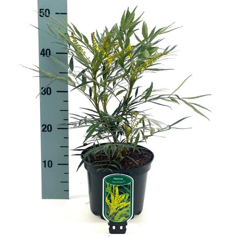 Mahonia eurybracteata SWEET WINTER