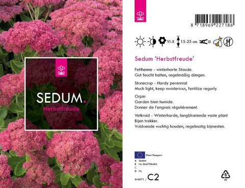 Sedum 'Herbstfreude'