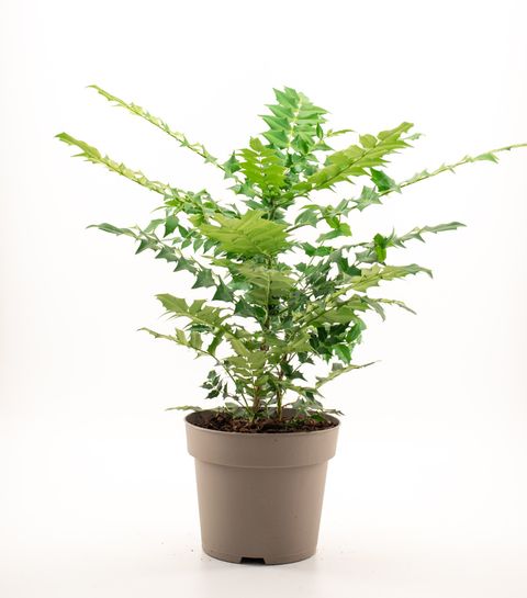 Mahonia x media 'Charity'