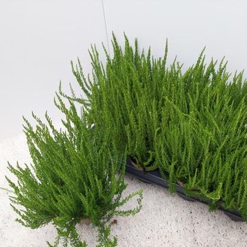 Calluna vulgaris GARDEN GIRLS ZELIA