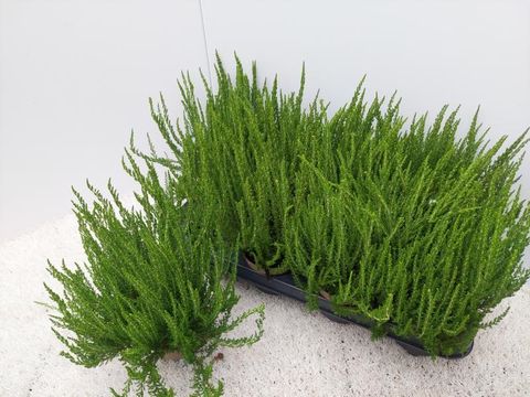 Calluna vulgaris GARDEN GIRLS ZELIA