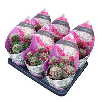 Mammillaria spinosissima