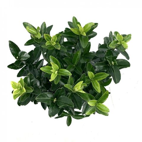 Euonymus japonicus 'Francien'