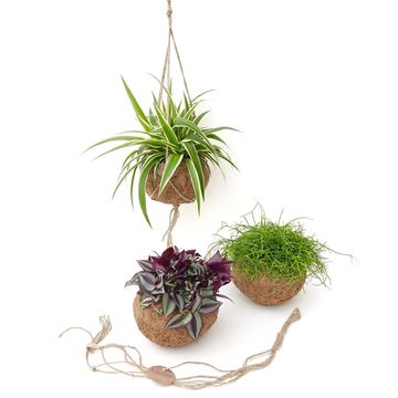 Hanging plants MIX