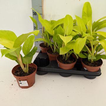 Philodendron 'Malay Gold'