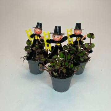 Oxalis tetraphylla 'Iron Cross'