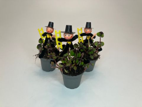 Oxalis tetraphylla 'Iron Cross'