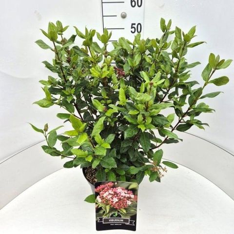 Viburnum tinus 'Gwenllian'